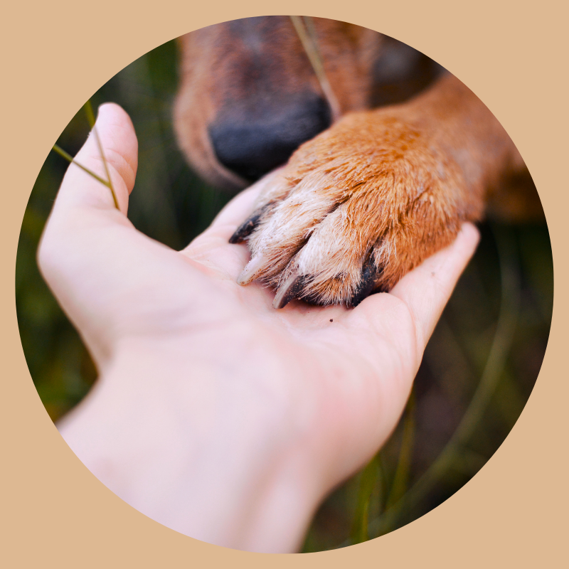 dog paw in a hand